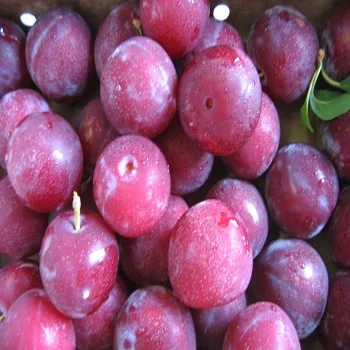 
Fresh Plums For Sale 