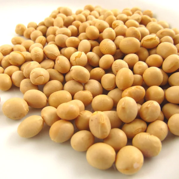 Non Gmo Soybean Seed Buy 100 Pure Soy Bean Wholesale Buy Non Gmo