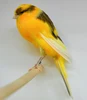Amazing Canary Birds,Yorkshire Canary Other Live Birds For Sale