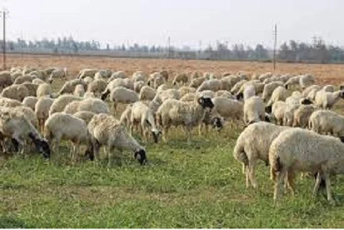 
Adeli sheep,cow,camel,sheep,goat,ox,bull 