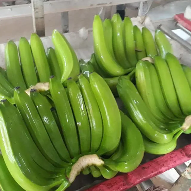
Export to Qingdao port China fresh green cavendish banana in carton 13kg net weight 