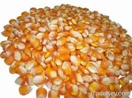 
NON GMO Dried Yellow Corn 