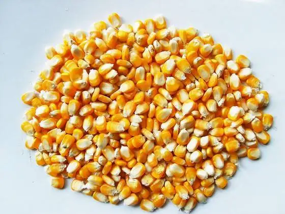 yellow-corn-animal.jpg