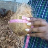 Exports Grade Top Quality Pollachi Semi Husked Coconut