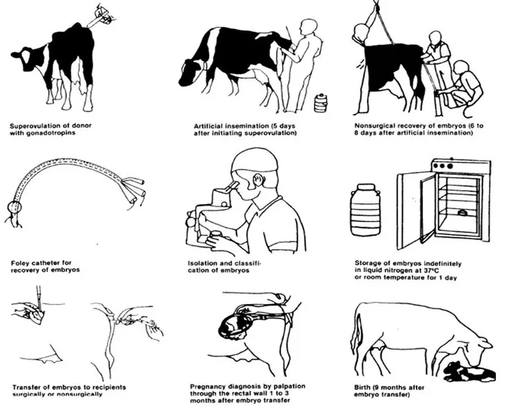 Схема осеменения крс - 82 фото