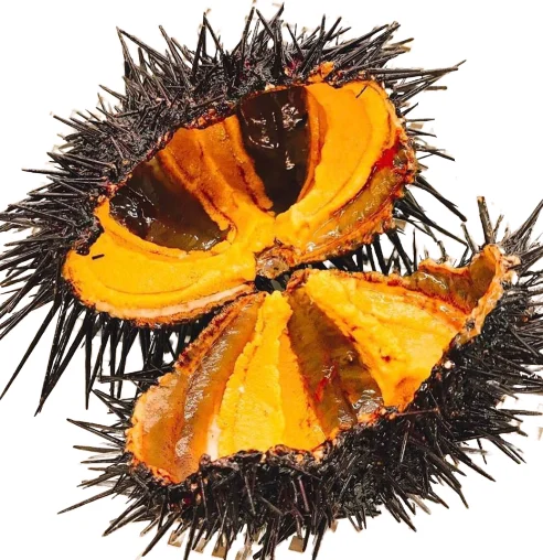 
VIETNAMESE SEA URCHIN ROE COMPETITIVE PRICE FOR WHOLESALES 