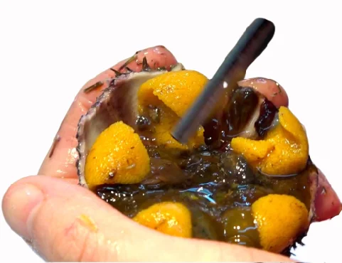 
TASTY FRESH/FROZEN SEA URCHIN ROE HOT SELLING 