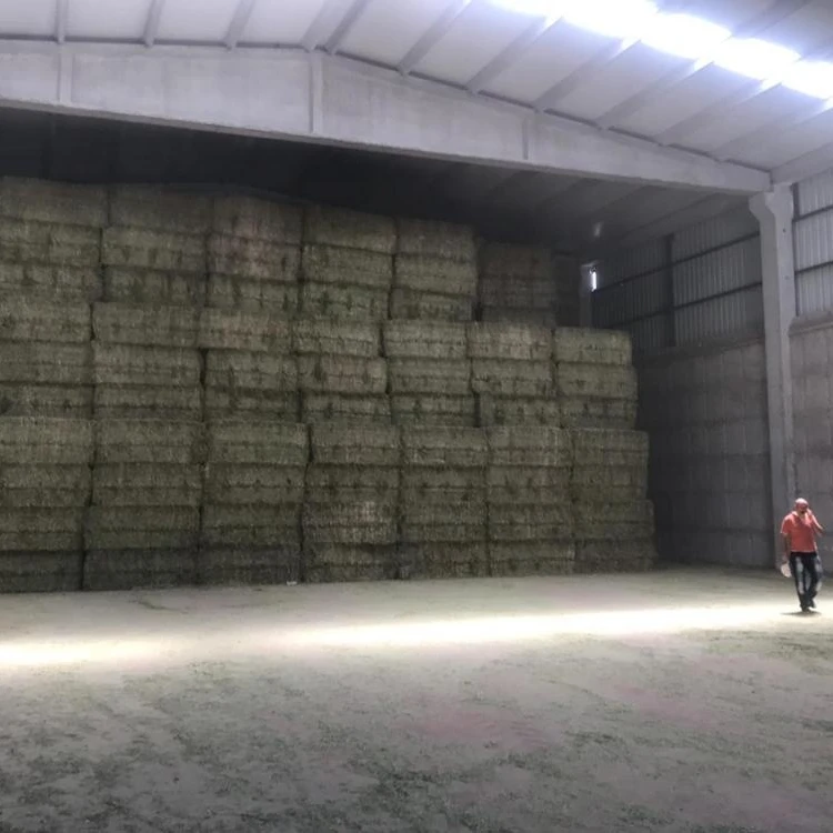 
Turkish Alfalfa, Turkish Lucerne, Turkish Clover 