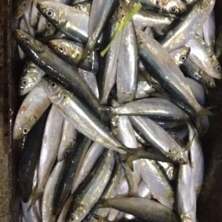 Sardine Fish18.jpg