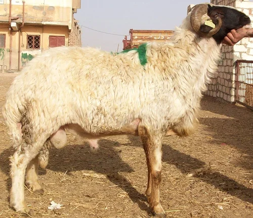 
Adeli sheep,cow,camel,sheep,goat,ox,bull 