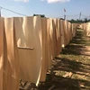 2019 World Trade For Furniture Usage Birch Eucalyptus Core Veneer From Vietnam Best Price