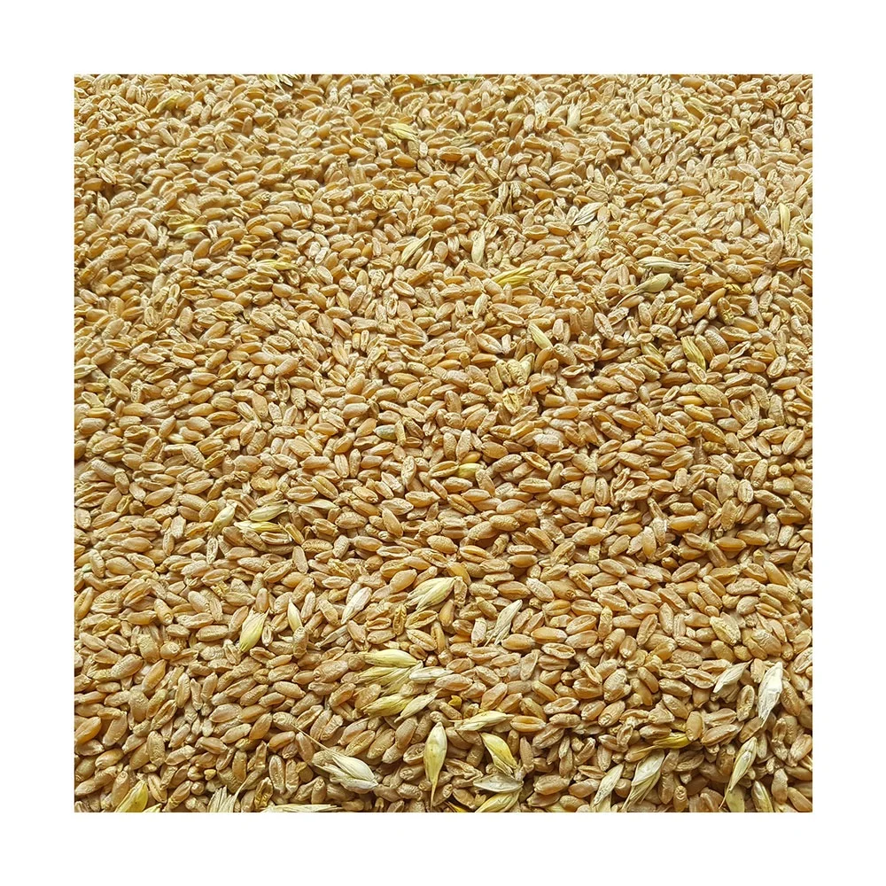 Top Quality Feed Wheat Grade 4 Buy Feed Wheat,Wheat Bran Animal Feed