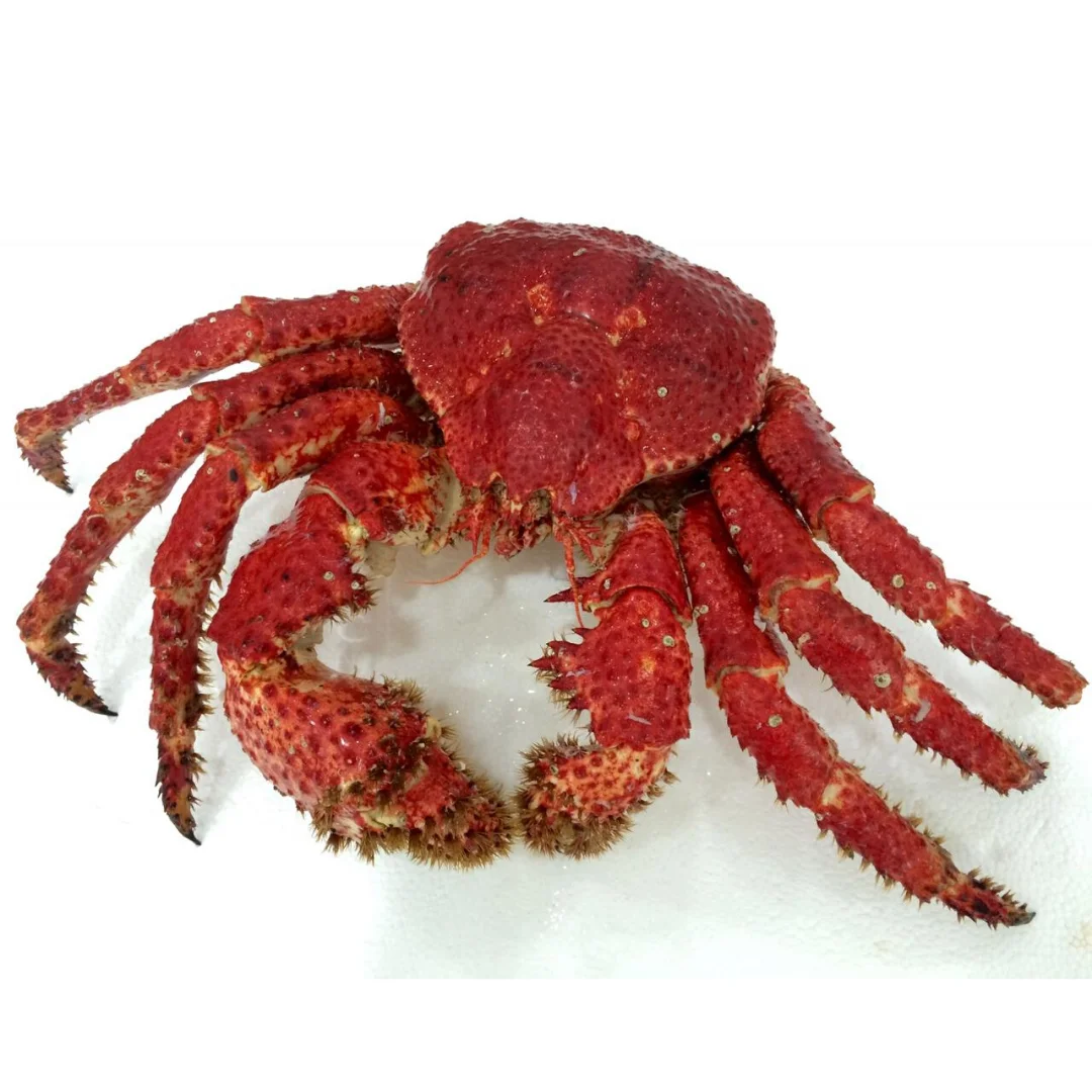 
Snow Crab Antarctica / Deep Sea Crab/ Baby King Crab. WE ARE PRODUCERS !!! 