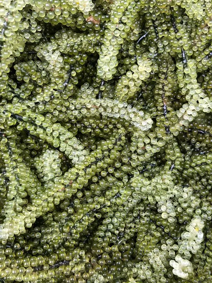 
100% NATURAL SEA GRAPE from VietNam//WHATSAPP +84-845-639-639 