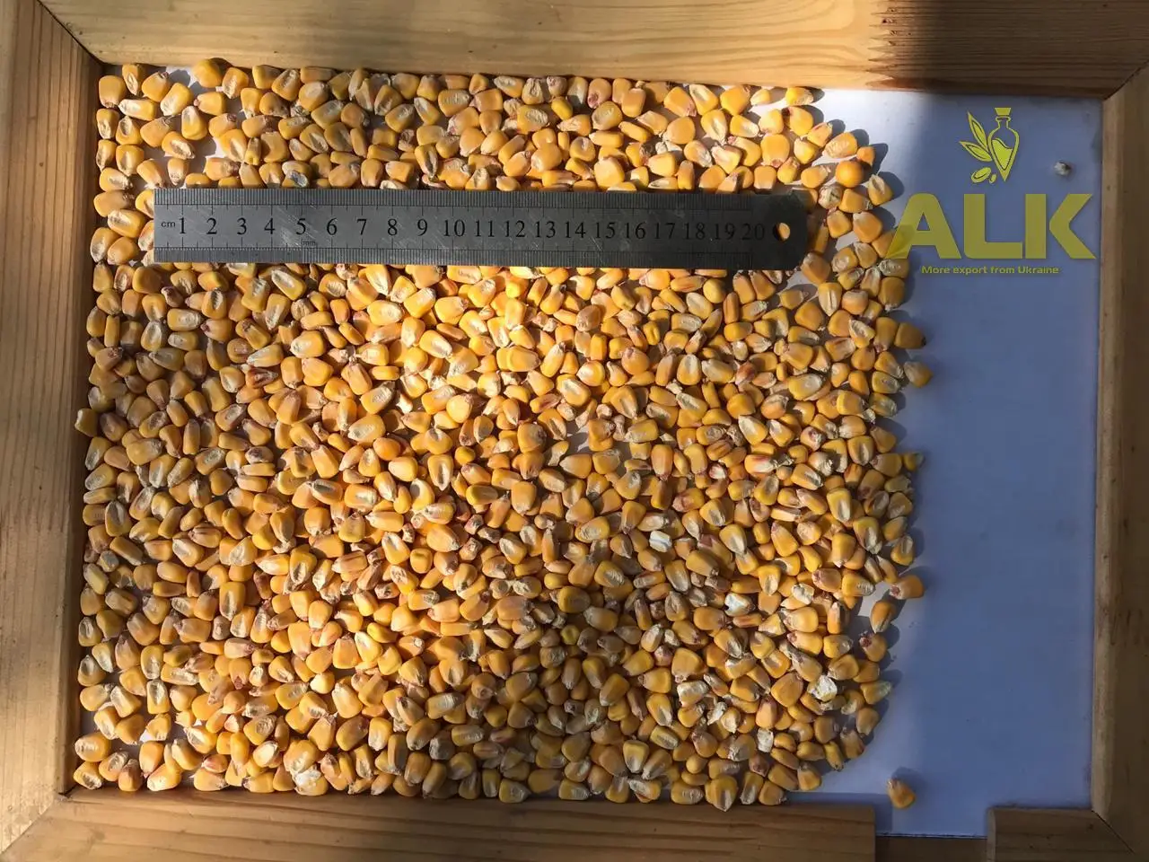 
Ukranian-Top Selling Non GMO Yellow Maize/Corn 