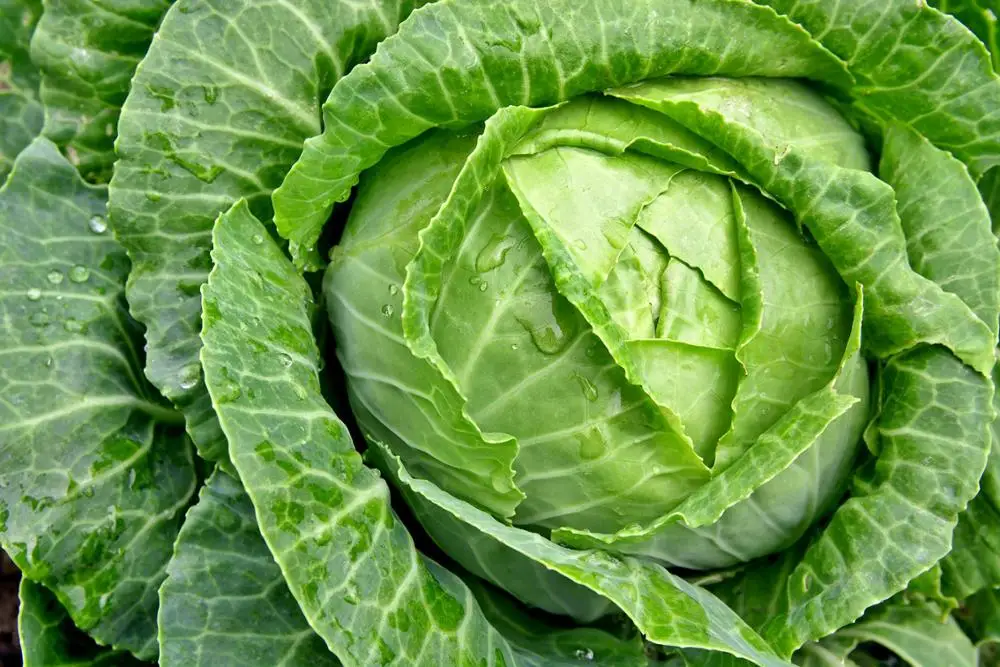 
Wholesale bulk export prices per ton green fresh frozen cabbage for sale 