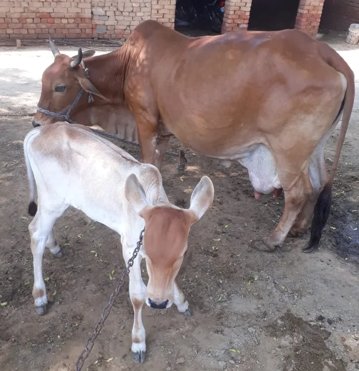 
Sahiwal cows livestock cattle 