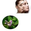 Factory Supply Dogbane Leaf Extract Apocynum Venetum Extract Powder 10 1