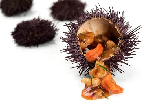 
HOT SELLING FRESH/FROZEN SEA URCHIN (UNI) COMPETITIVE PRICE 