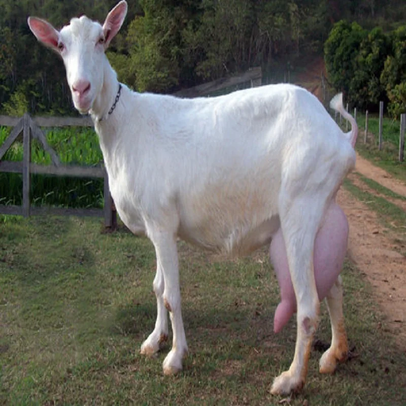 Saanen Goat.jpg