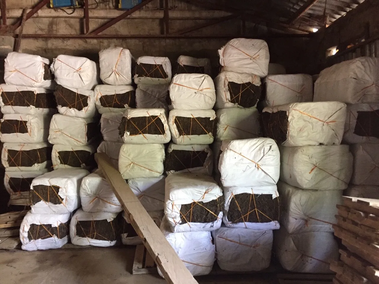 High Gum Dried Black Grass Jelly Leaves/ Grass Jelly Stick/ Mesona