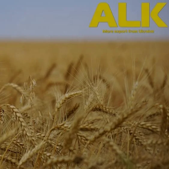 
Wheat Grain in bulk / hight quality wheat, whole nutrition grain for export from Ukraine 