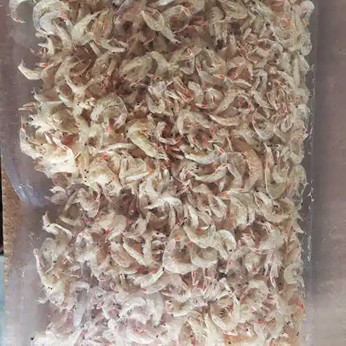 100 Fresh Baby Shrimp/ Krill/ Baby Prawn Dried Under The Sun louis