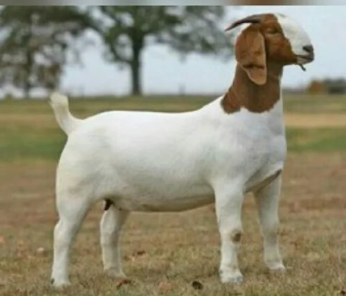 
Boer goats 
