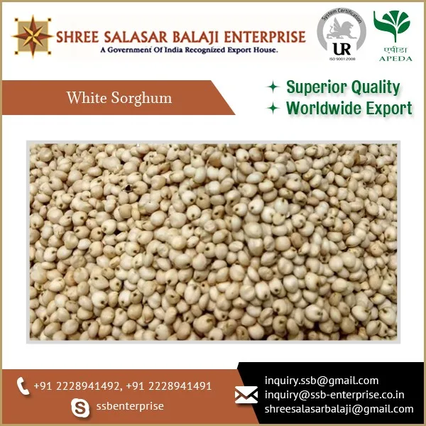 
White Sorghum (Juvar)Grains at Bulk Price for Worldwide Importers 