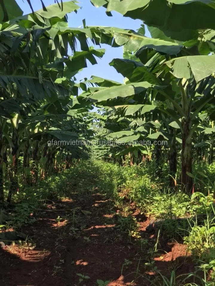 
Price per box Vietnam banana fresh grade export 2020 year 