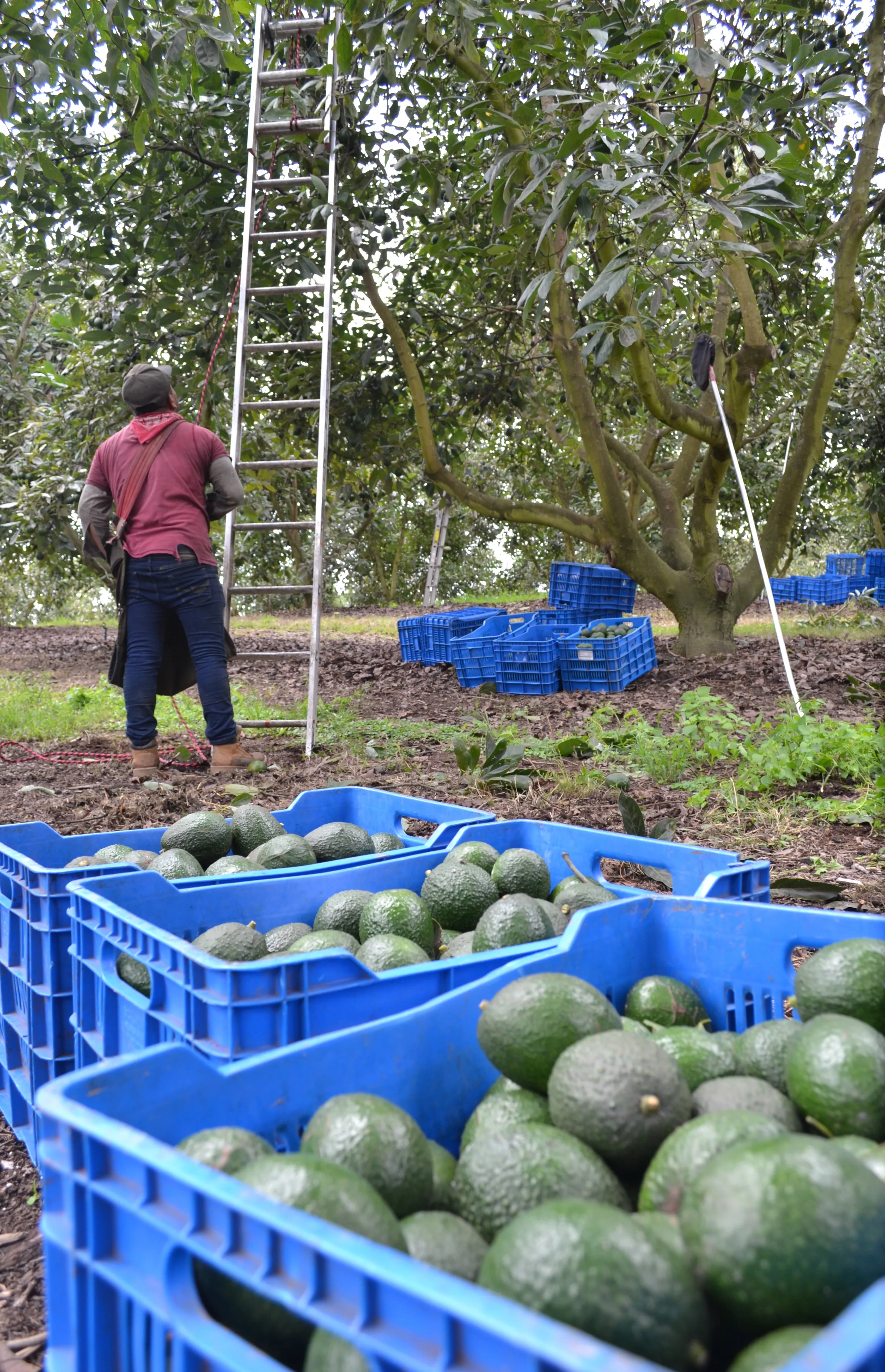 
Fresh quality Mexican hass avocado 