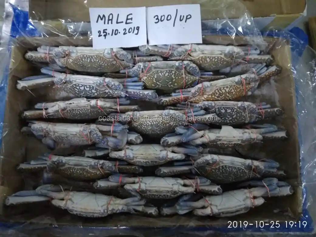 blue swimming crab 5.jpg