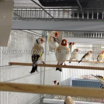 Goldfinches Mutated Birds For Sale With Free Cages Buy Live Birds Canary Birds Yorkshire Product On Alibaba Com