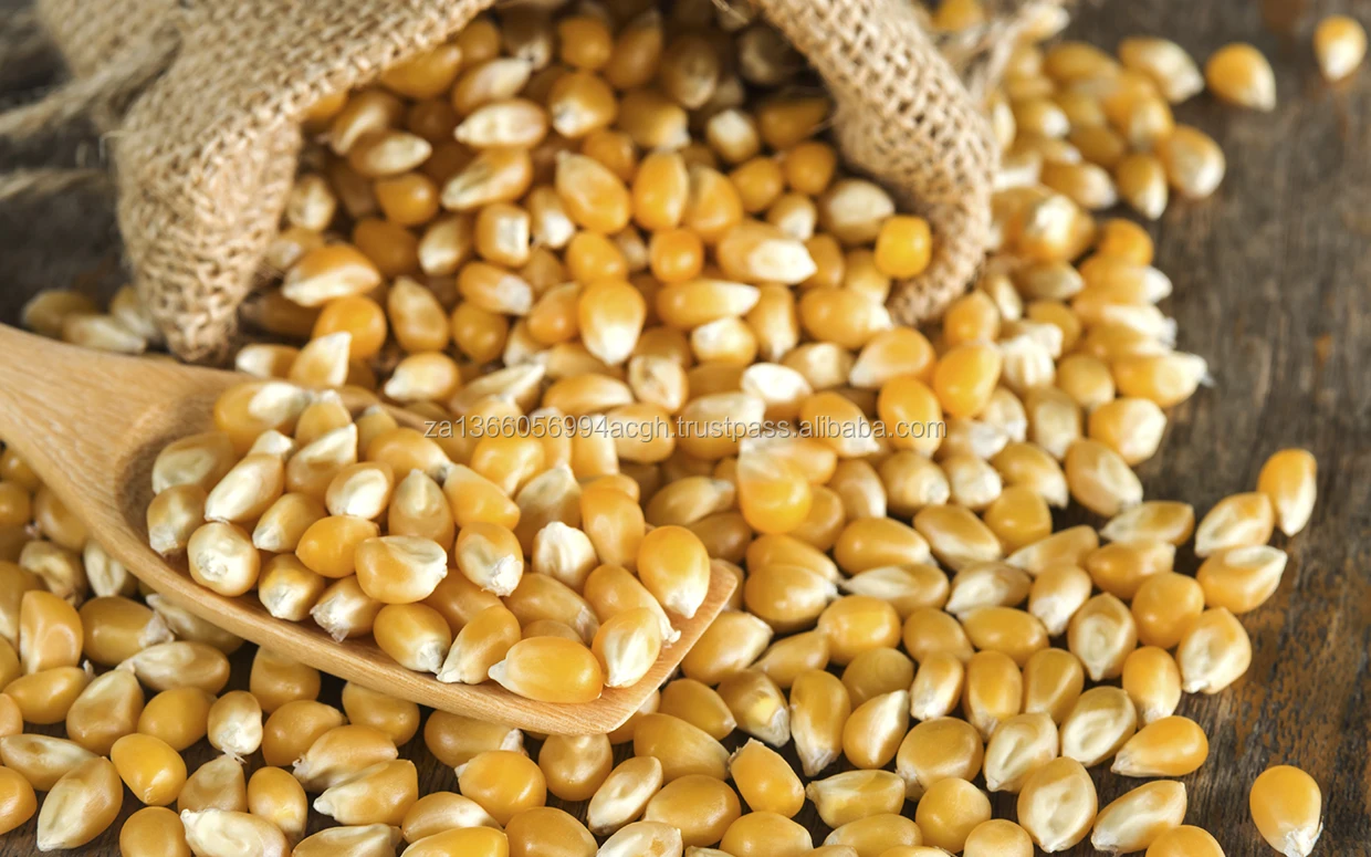 YELLOW CORN2.jpg