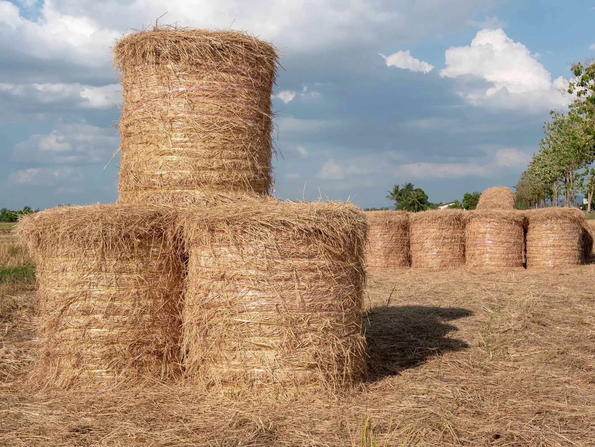 
Premium Quality Peanut Straw Hay For Animal Feed / Peanut Straw For Cattle Forage Best Straw Hay From Pakistan 