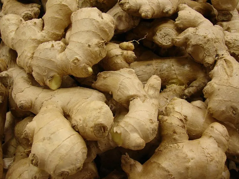 wholesale vietnamese fresh gingers- ms ann  84 33 348 0483