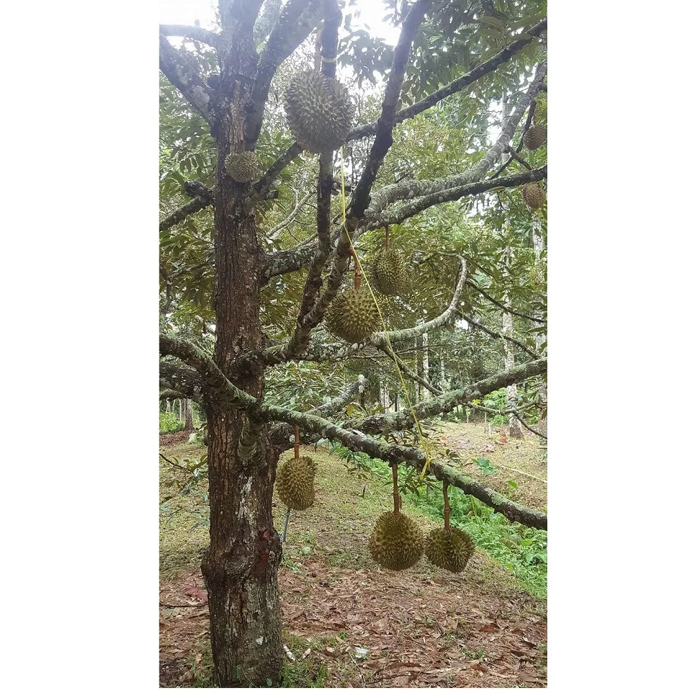 
Organic Sweet MonThong Fresh Durian fruit With Weight 2 - 4 kgs and Size 20 - 30 cm From Thailand 