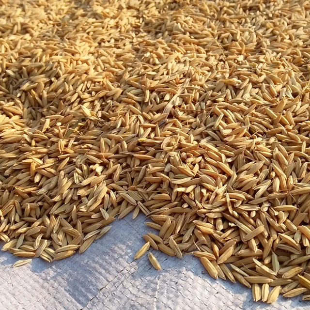 
Raw Material Rice Husk Export Quality for Wholesale 