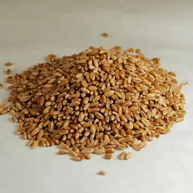 wheat.jpg
