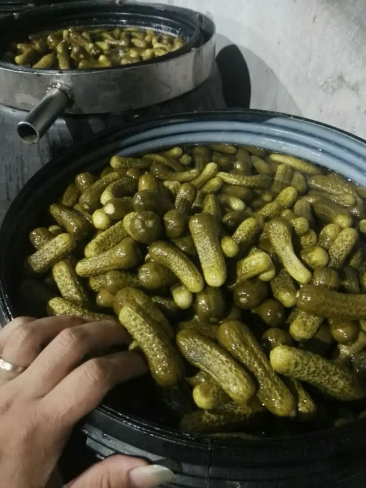 Fresh Canned Pickled Cucumber Brine Low Price High Quality In Jars
