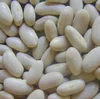 Haricot beans