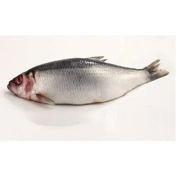 wholesale frozen herring fish