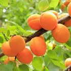 Wholesale Bulk Top Quality Organic Fresh Apricot Fruit