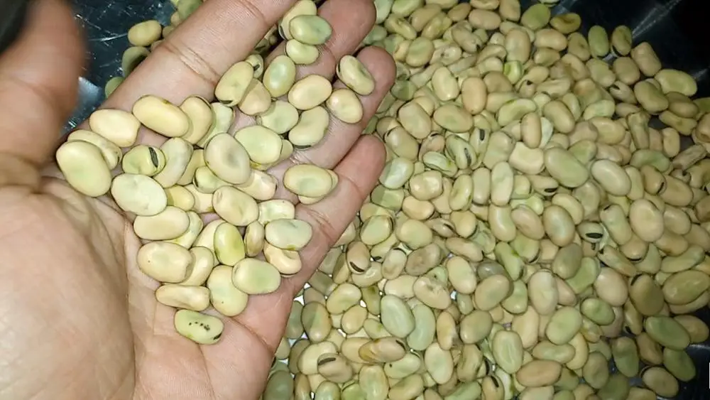 
Exceptional Broad Beans from the Heart of Ethiopia 
