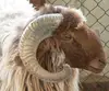 Awassi Sheep Livestock Fat Tail