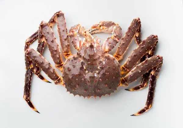 Live Red King Crabs - Buy Norwegian King Crabs,Live Norwegian King ...