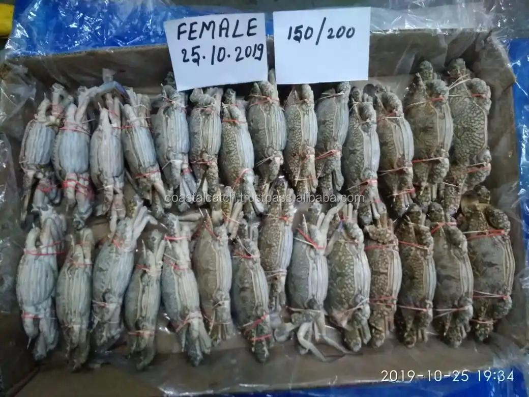 blue swimming crab 6.jpg