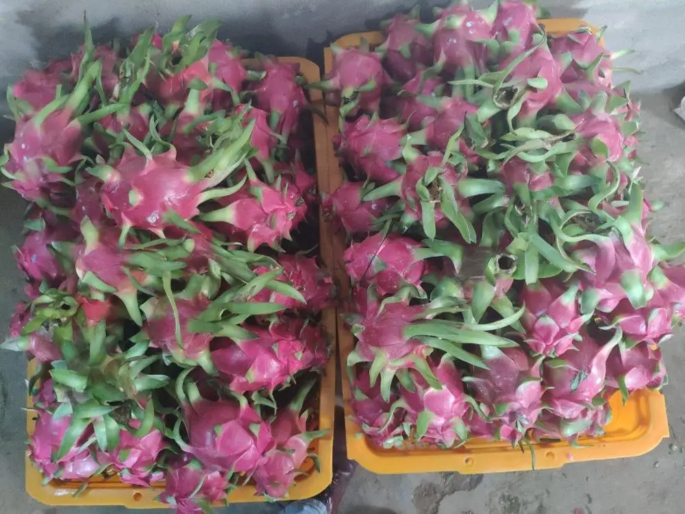 
Vietnam Fresh fruit/ Fresh dragon fruit for export 