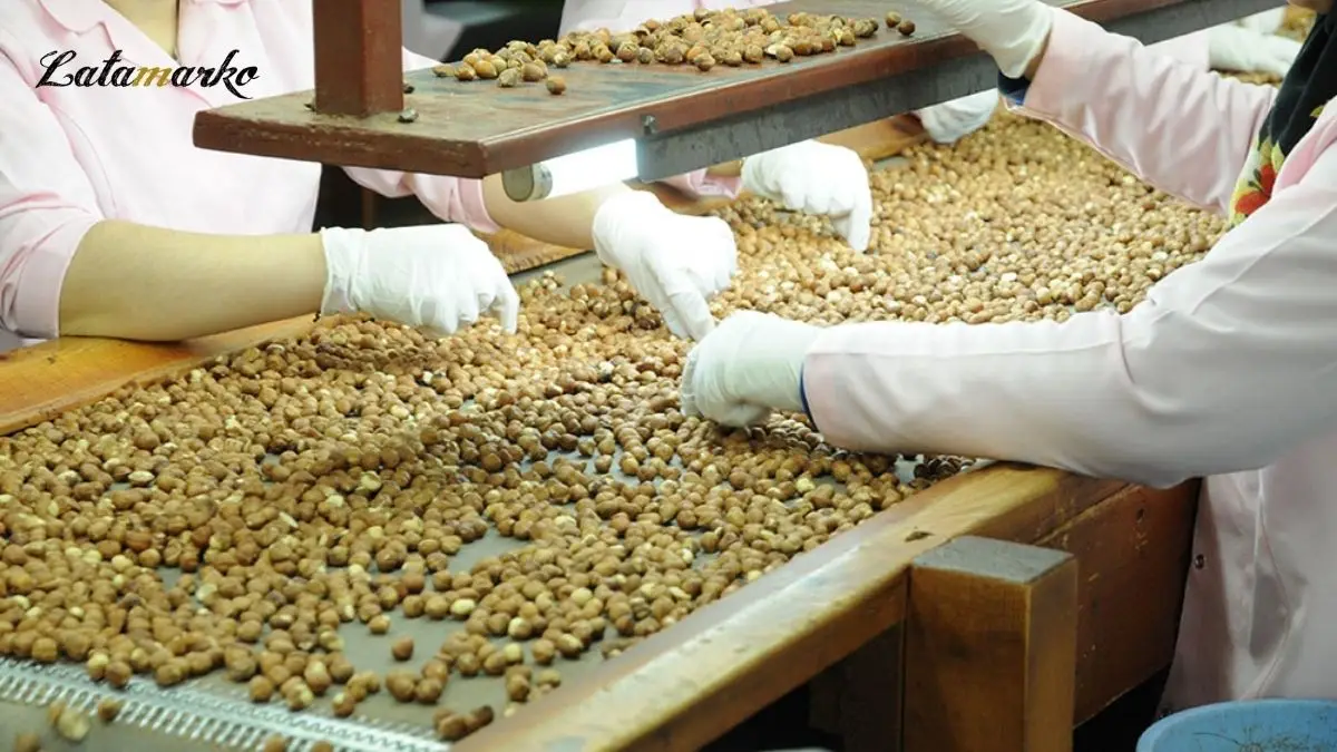 Hazelnut Powder Malaysia Premium Quality Turkish Hazelnut 100 Natural