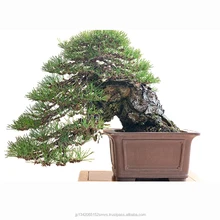Promoción Bonsai Kit De Herramienta, Compras online de Bonsai Kit De